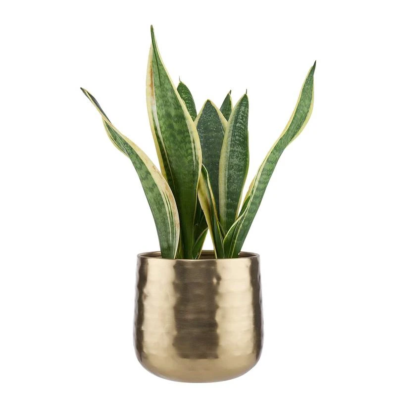 Cache-pot PLANTA II 4 Cache-pot PLANTA II – Image 2