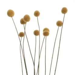 Fleurs Séchées FLOWER MARKET Bouquet -Butlers 1000364948 220802 050 DETAILS P000000001000364948